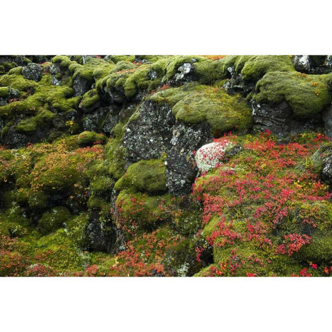 Iceland, Pingvellir NP Moss-covered rocks Black Modern Wood Framed Art Print by Kirkland, Dennis
