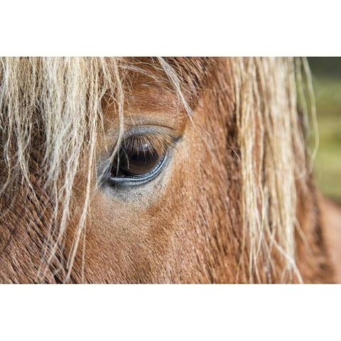 Iceland Of eye and head of Icelandic horse White Modern Wood Framed Art Print by Kirkland, Dennis