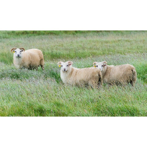Sheep on the meadow-Iceland White Modern Wood Framed Art Print by Su, Keren