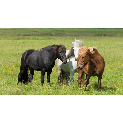 Horses on the ranch-south Iceland White Modern Wood Framed Art Print by Su, Keren