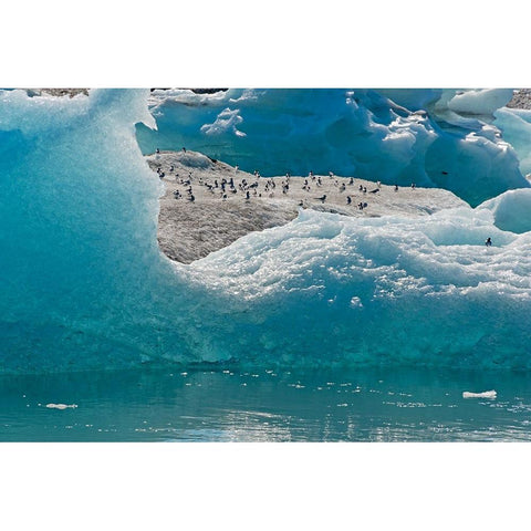 Birds on icebergs in Jokulsarlon Glacial Lagoon-Iceland Black Modern Wood Framed Art Print by Su, Keren