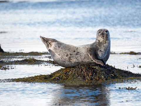 Harbor Seal near Djupavik in Iceland.-Strandir. Europe- Iceland Black Ornate Wood Framed Art Print with Double Matting by Zwick, Martin