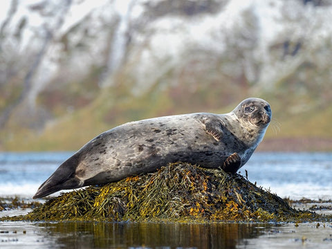 Harbor Seal near Djupavik in Iceland.-Strandir. Europe- Iceland Black Ornate Wood Framed Art Print with Double Matting by Zwick, Martin