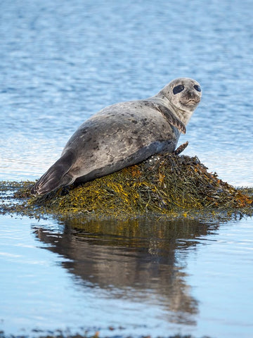 Harbor Seal near Djupavik in Iceland.-Strandir. Europe- Iceland Black Ornate Wood Framed Art Print with Double Matting by Zwick, Martin