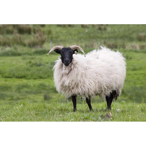 Ireland, Westport A sheep in the countryside White Modern Wood Framed Art Print by Kaveney, Wendy