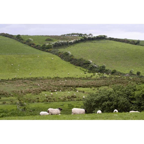 Ireland, Co Mayo, Westport Sheep in the country White Modern Wood Framed Art Print by Kaveney, Wendy