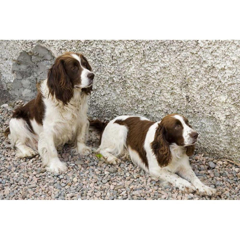 Ireland, Donegal Two Springer spaniel dogs White Modern Wood Framed Art Print by Kaveney, Wendy