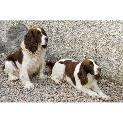 Ireland, Donegal Two Springer spaniel dogs Black Modern Wood Framed Art Print by Kaveney, Wendy