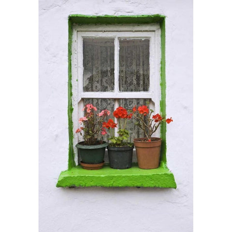 Ireland, Cashel Potted flowers on a window sill Black Modern Wood Framed Art Print by Flaherty, Dennis