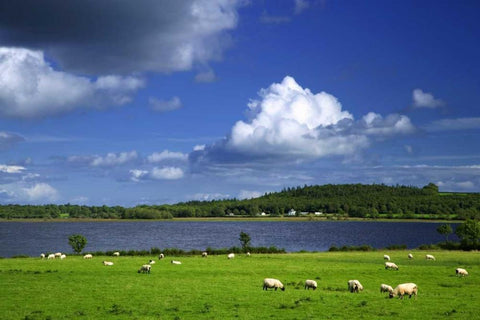 Ireland, Co Roscommon Pastoral scene of lake White Modern Wood Framed Art Print with Double Matting by Flaherty, Dennis