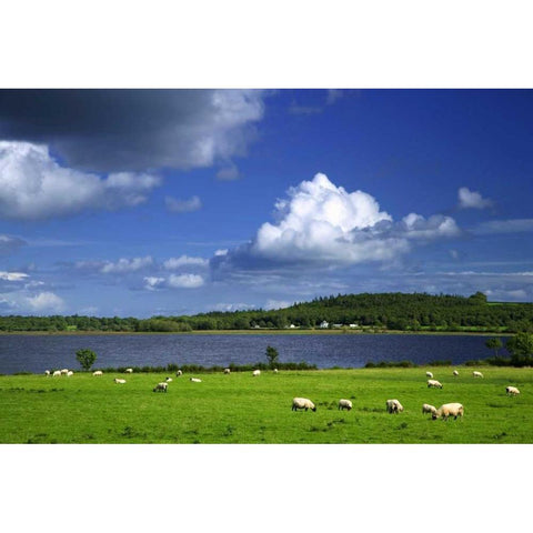 Ireland, Co Roscommon Pastoral scene of lake Black Modern Wood Framed Art Print with Double Matting by Flaherty, Dennis