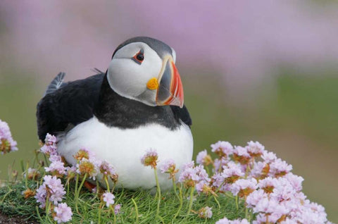 Ireland, Saltee Isl Atlantic puffin and flowers Black Ornate Wood Framed Art Print with Double Matting by Morris, Arthur