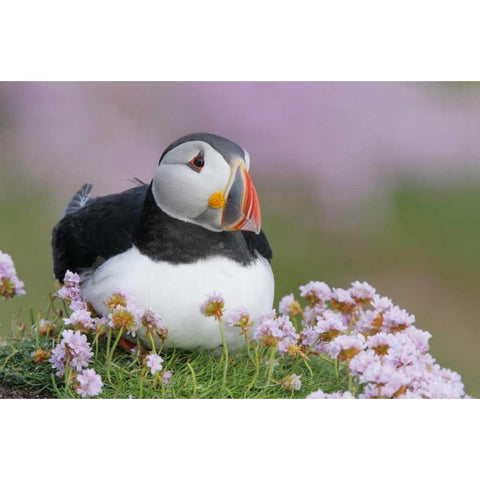 Ireland, Saltee Isl Atlantic puffin and flowers Black Modern Wood Framed Art Print by Morris, Arthur