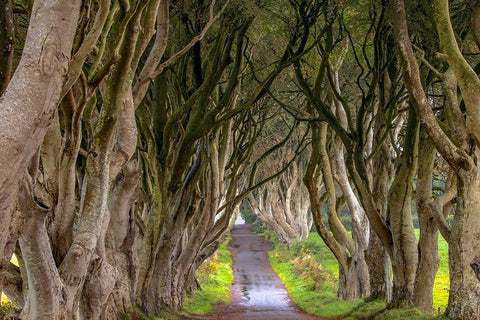 The Dark Hedges in Northern Ireland Black Ornate Wood Framed Art Print with Double Matting by Haney, Chuck