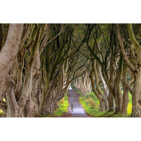 The Dark Hedges in Northern Ireland White Modern Wood Framed Art Print by Haney, Chuck
