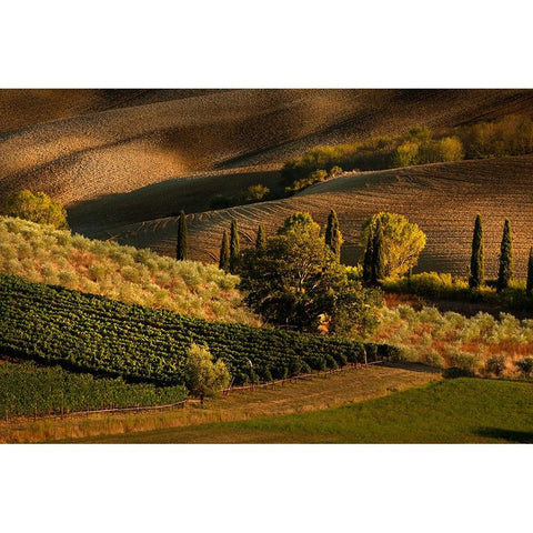 Afternoon light on vineyard and olive trees-Tuscany region of Italy Black Modern Wood Framed Art Print by Jones, Adam