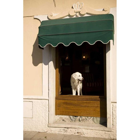 Italy, Cinque Terre, Monterosso A white dog Black Modern Wood Framed Art Print by Kaveney, Wendy