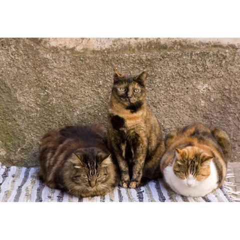 Italy, Vernazza Three cats beside building wall Black Modern Wood Framed Art Print by Kaveney, Wendy