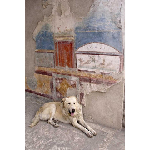 Italy, Campania, Pompeii A stray dog and fresco White Modern Wood Framed Art Print by Kaveney, Wendy