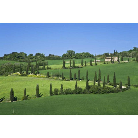 Italy, Tuscany Cypress trees line road to villa Gold Ornate Wood Framed Art Print with Double Matting by Flaherty, Dennis