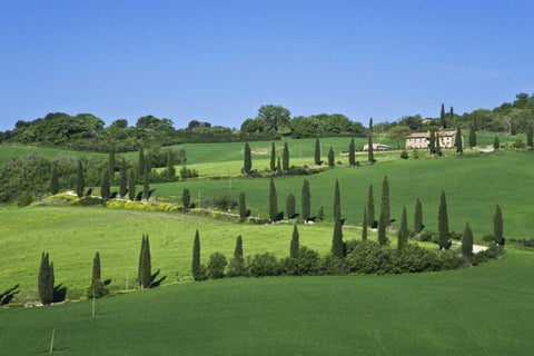 Italy, Tuscany Cypress trees line road to villa White Modern Wood Framed Art Print with Double Matting by Flaherty, Dennis