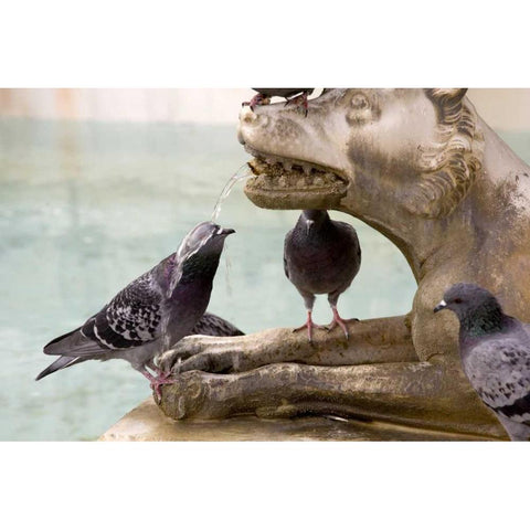 Italy, Sienna Pigeon gets wet from a fountain White Modern Wood Framed Art Print by Kaveney, Wendy