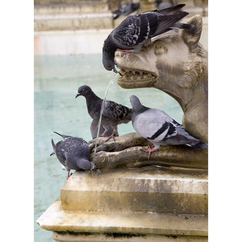 Italy, Tuscany, Sienna Birds drink from a statue Black Modern Wood Framed Art Print by Kaveney, Wendy