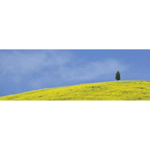 Italy, Tuscany Lone cypress tree grows on a hill Black Modern Wood Framed Art Print by Flaherty, Dennis