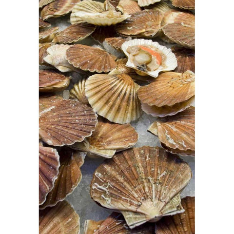 Italy, Venice Scallops for sale at a fish market Black Modern Wood Framed Art Print by Kaveney, Wendy