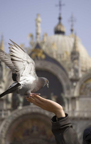 Italy, Venice A tourists hand feeding a pigeon Black Ornate Wood Framed Art Print with Double Matting by Kaveney, Wendy