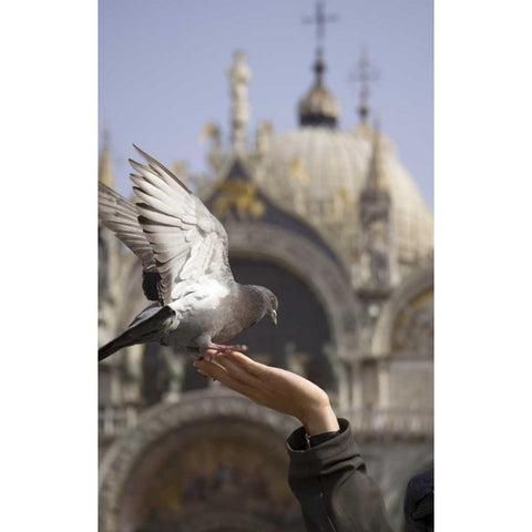 Italy, Venice A tourists hand feeding a pigeon Black Modern Wood Framed Art Print by Kaveney, Wendy