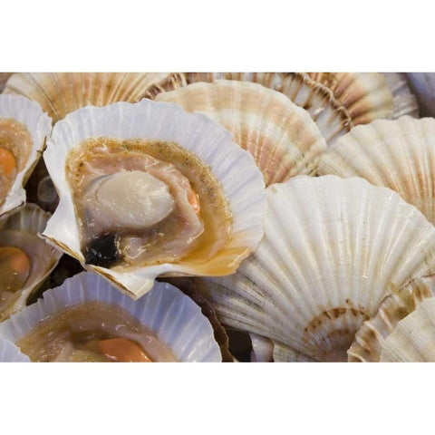 Italy, Venice Fresh scallops in their shell Black Modern Wood Framed Art Print by Kaveney, Wendy