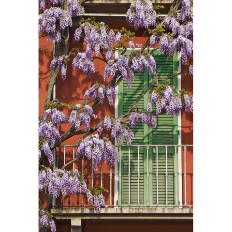 Italy, Varenna Flowers grow over front of house Black Modern Wood Framed Art Print with Double Matting by Flaherty, Dennis