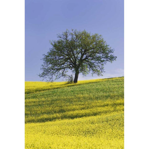 Italy, Tuscany Lone oak tree amid canola plants Black Modern Wood Framed Art Print with Double Matting by Flaherty, Dennis