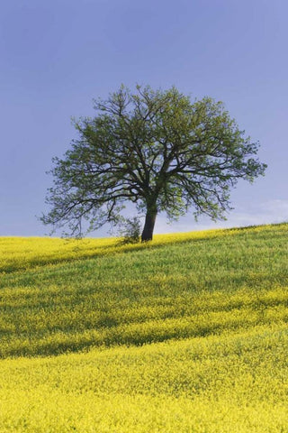 Italy, Tuscany Lone oak tree amid canola plants Black Ornate Wood Framed Art Print with Double Matting by Flaherty, Dennis