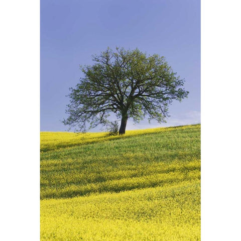 Italy, Tuscany Lone oak tree amid canola plants Gold Ornate Wood Framed Art Print with Double Matting by Flaherty, Dennis