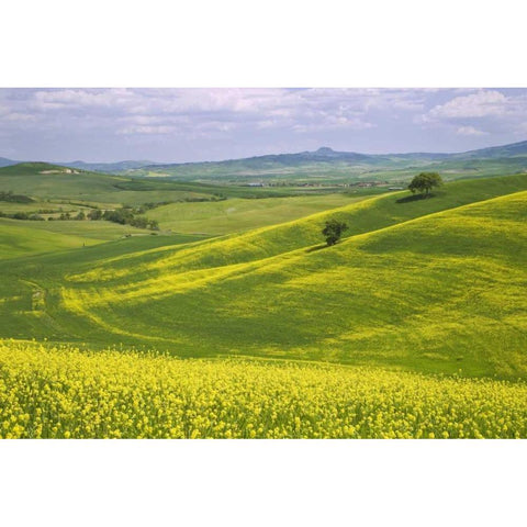 Italy, Tuscany Canola plants in the Val dOrcia Black Modern Wood Framed Art Print with Double Matting by Flaherty, Dennis