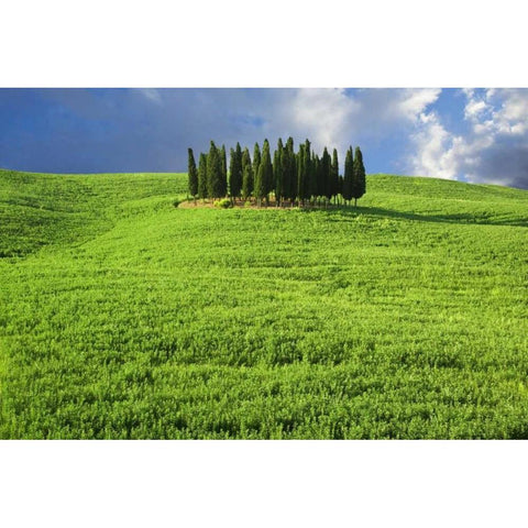Italy, Tuscany Group of cypress trees White Modern Wood Framed Art Print by Flaherty, Dennis