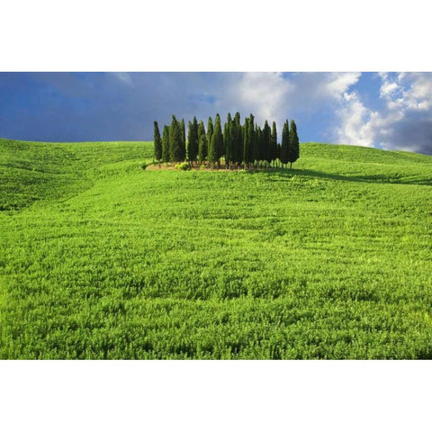 Italy, Tuscany Group of cypress trees Black Modern Wood Framed Art Print with Double Matting by Flaherty, Dennis