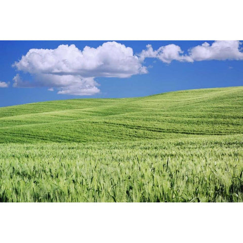 Italy, Tuscany Landscape of a wheat field Gold Ornate Wood Framed Art Print with Double Matting by Flaherty, Dennis