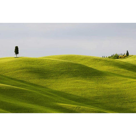 Italy, Tuscany Cypress tree and wheat fields Gold Ornate Wood Framed Art Print with Double Matting by Bush, Marie