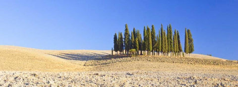Italy, Tuscany Cypress grove panoramic White Modern Wood Framed Art Print with Double Matting by Delisle, Gilles