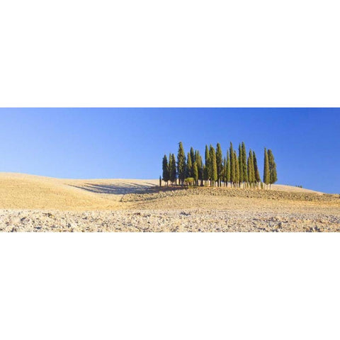 Italy, Tuscany Cypress grove panoramic Black Modern Wood Framed Art Print by Delisle, Gilles