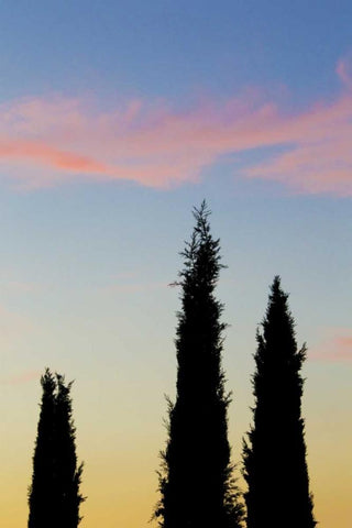 Italy, Orvieto Cypress trees and cloud at sunset Black Ornate Wood Framed Art Print with Double Matting by Delisle, Gilles