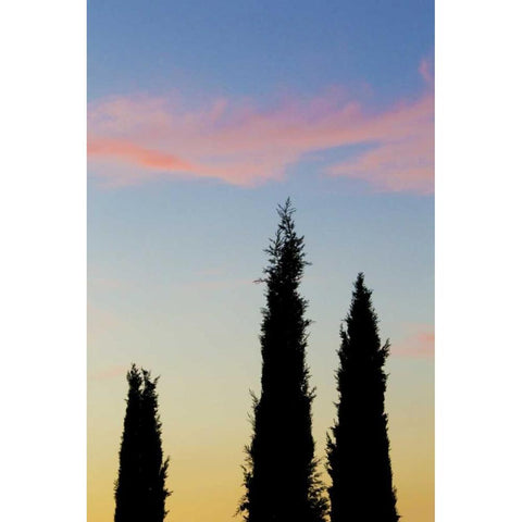 Italy, Orvieto Cypress trees and cloud at sunset Black Modern Wood Framed Art Print by Delisle, Gilles