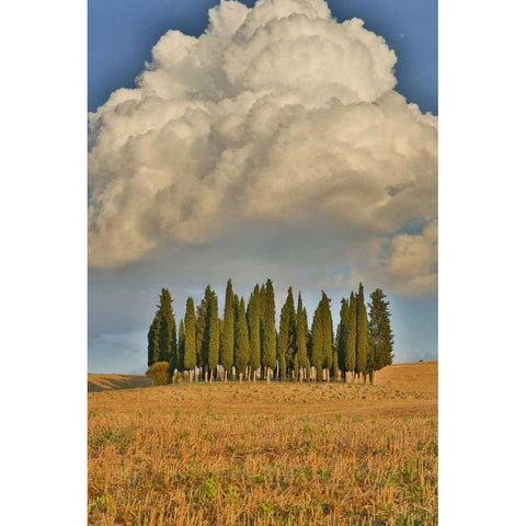 Italy, Tuscany Cypress grove and cloud formation Gold Ornate Wood Framed Art Print with Double Matting by Delisle, Gilles