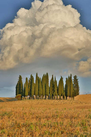 Italy, Tuscany Cypress grove and cloud formation Black Ornate Wood Framed Art Print with Double Matting by Delisle, Gilles