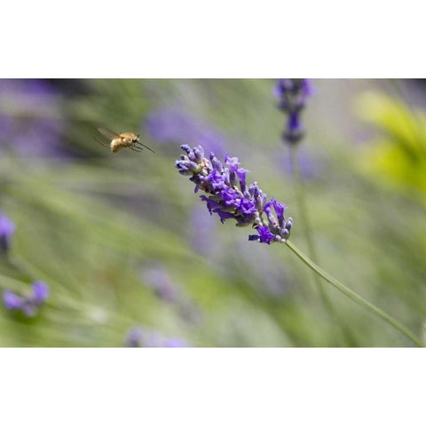 Italy, Tuscany Bee fly and lavender flower Black Modern Wood Framed Art Print by Delisle, Gilles