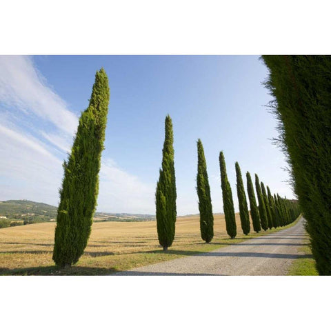 Italy, Tuscany Road and cypress trees Gold Ornate Wood Framed Art Print with Double Matting by Delisle, Gilles