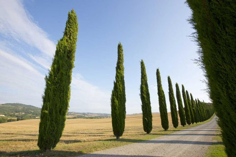 Italy, Tuscany Road and cypress trees Black Ornate Wood Framed Art Print with Double Matting by Delisle, Gilles
